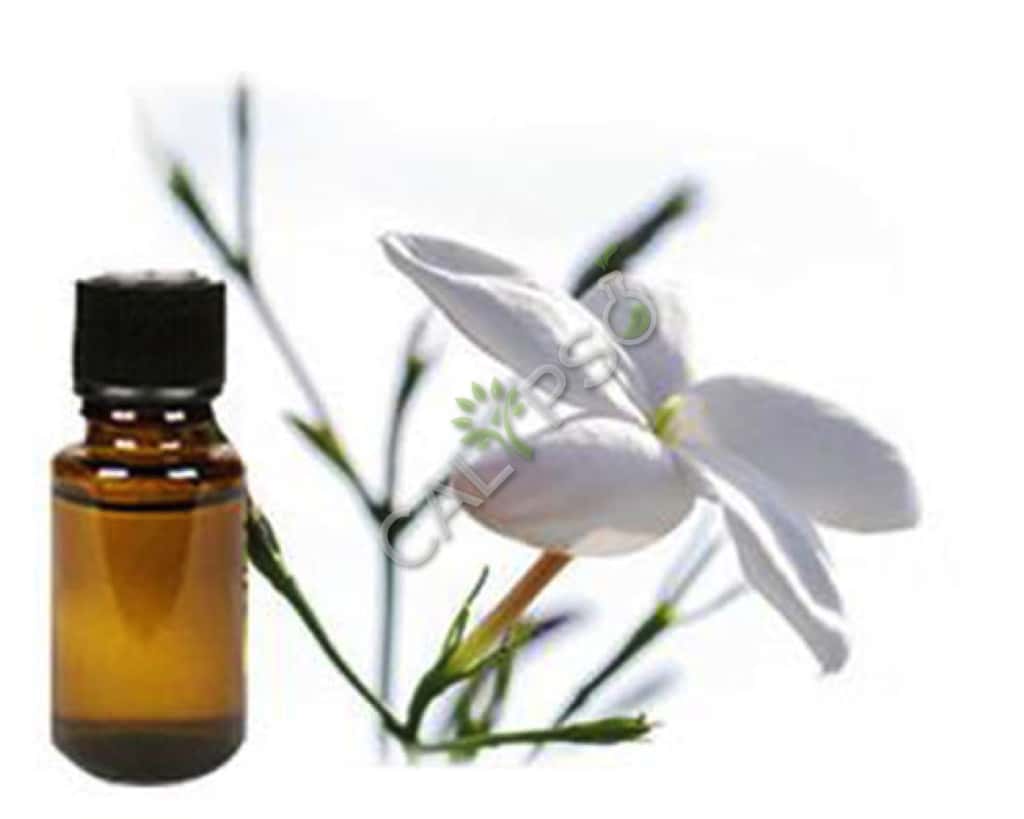 Buy 100% Pure Jasmine Grandiflorum Absolute Oil